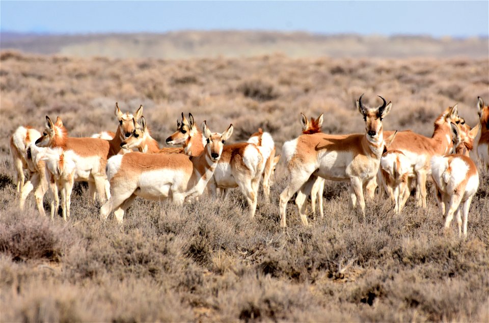 Pronghorn at Seedskadee National Wildlife Refuge