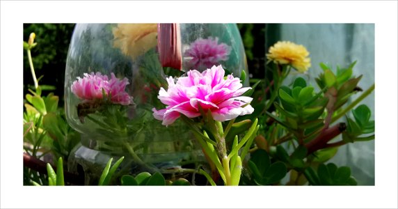 Moss roses in a bottle