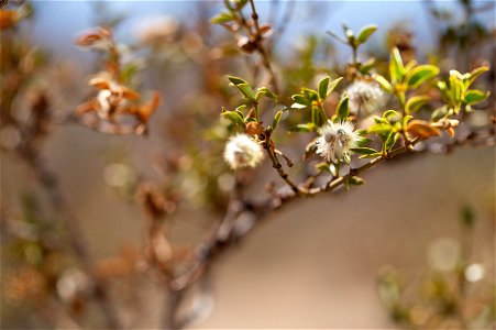 The Fuzzy Seeds of a Creosote Bush