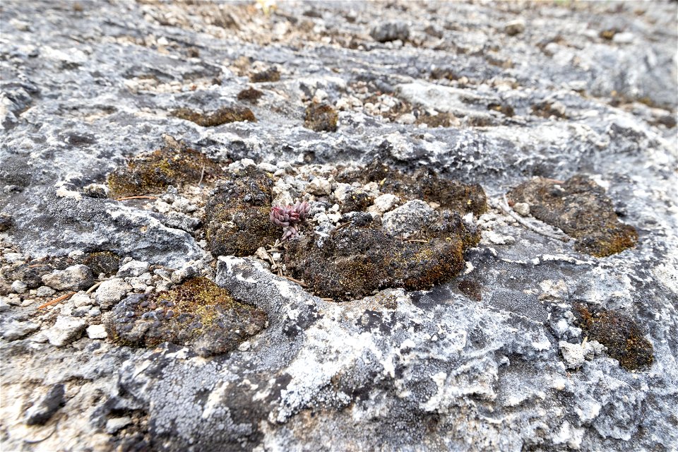 Biological soil crusts along Upper Terrace Drive photo