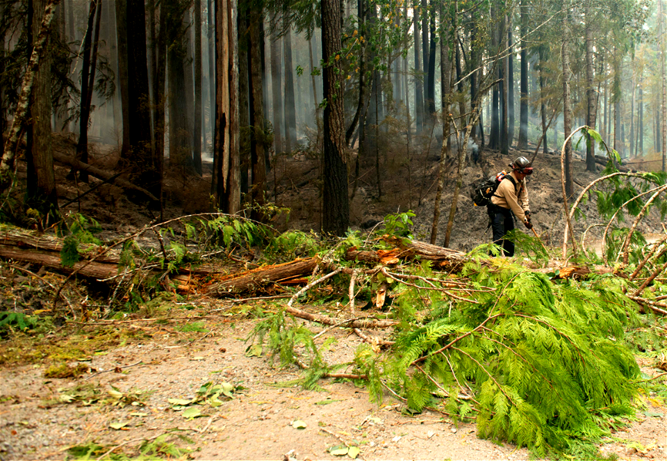 FirefighterClearsTree GoatRocksFire 221006