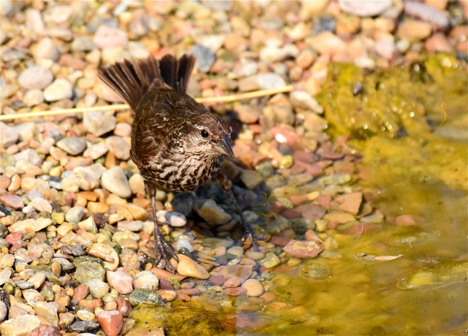 Red-winged blackbird at Seedskadee National Wildlife Refuge