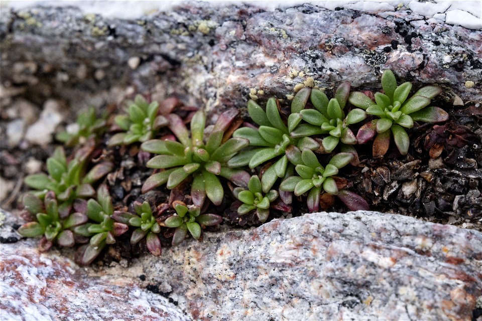 Saxifraga chrysantha