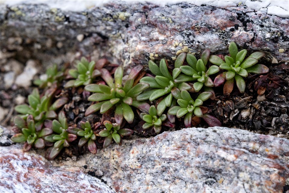 Saxifraga chrysantha photo