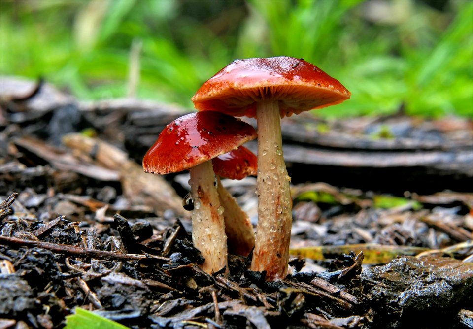 Leratiomyces ceres,