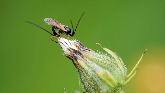 Schlupfwespe Pimplinae sp. (Ichneumonidae) stochert in Wiesen-Pippau Blütenrest
