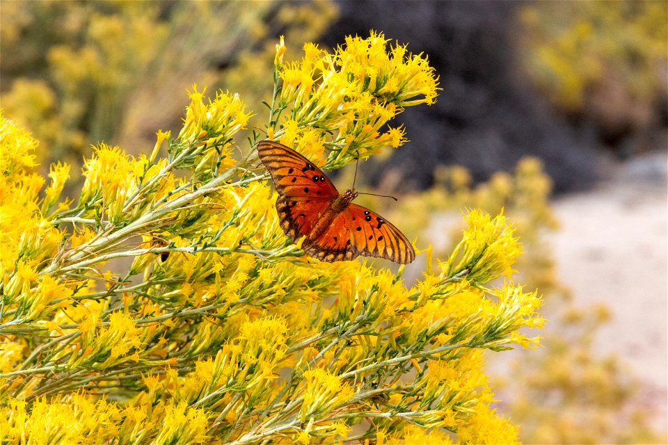 Gulf Fritillary (Dione vanillae)