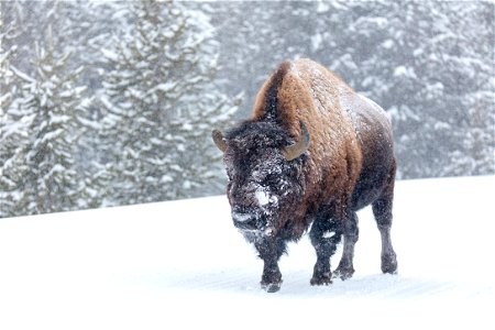 A lone bull bison saunters down the road during a winter storm