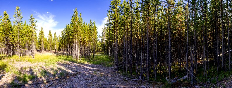 Old Faithful fuels treatment project: year 2 regrowth and no treatment panorama