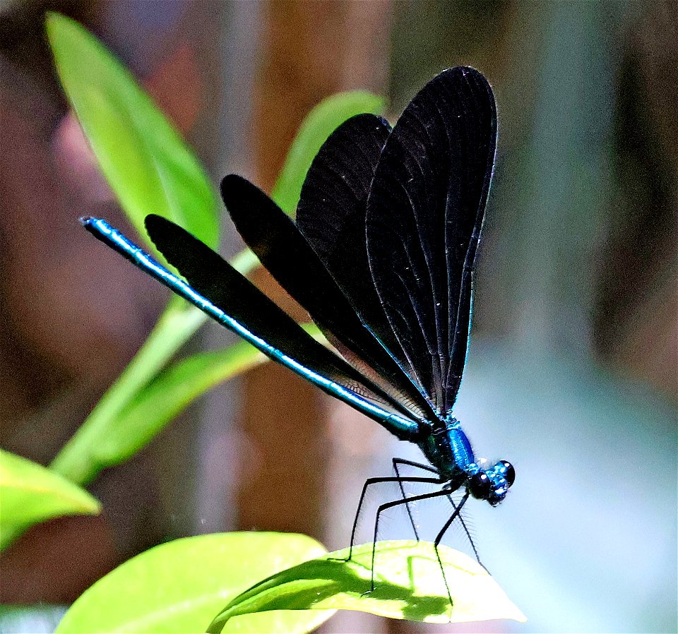 JEWELWING, EBONY (Calopteryx maculata) (05-12-2023) weymouth woods, southern pines, moore co, nc -10 male