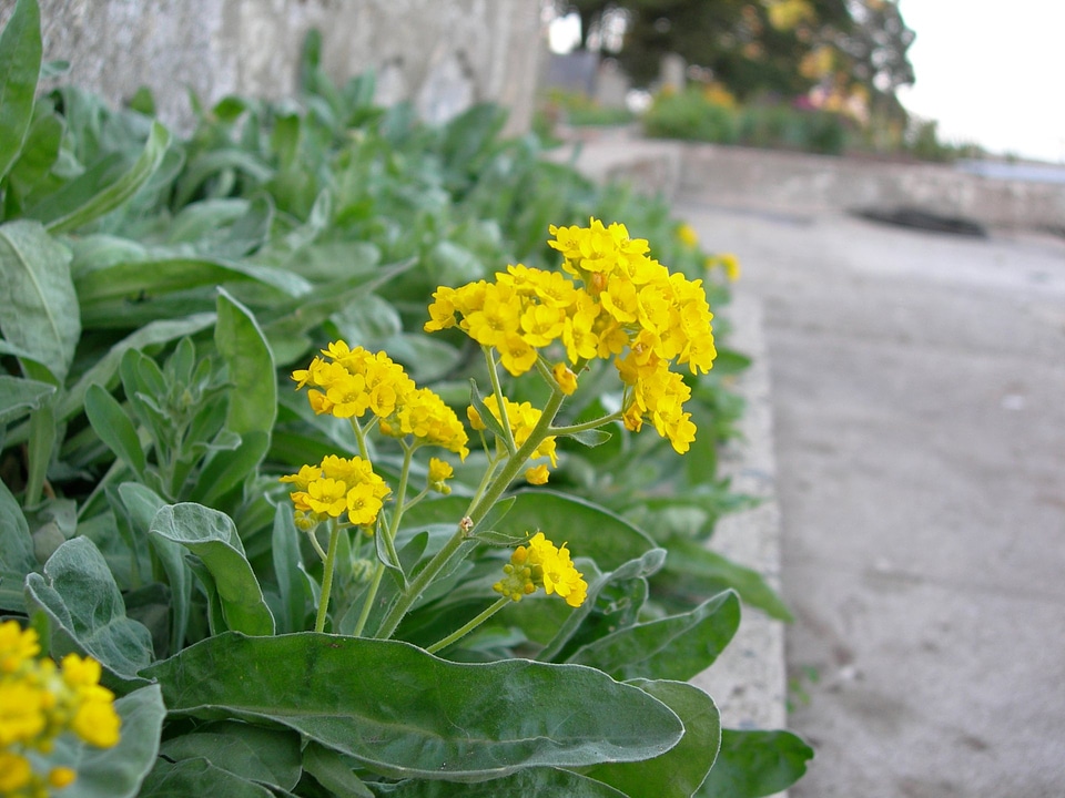 Gold dust, Basket of gold - Aurinia saxatilis