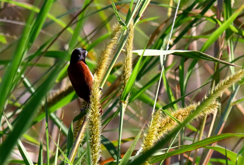 Male Tricolor Munia
