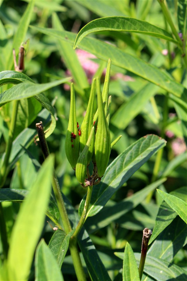Milkweed Bugs on Swamp Milkweed