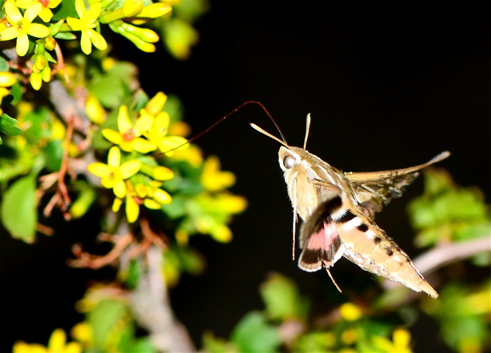 Hummingbird moth or white lined sphinx moth (Hyles lineata) on Seedskadee National Wildlife Refuge