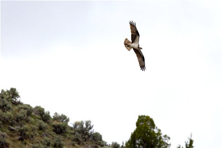 Osprey in flight along the Yellowstone River