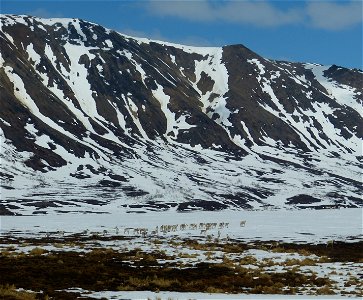 Caribou in Kilbuck Mountains