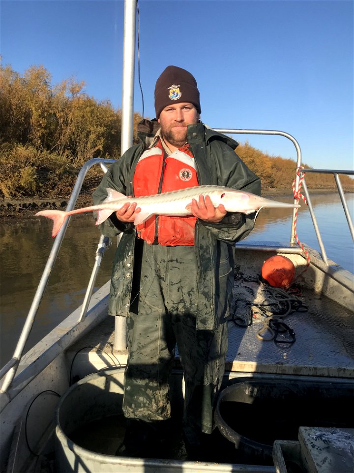 Pallid Sturgeon Monitoring in the Missouri River