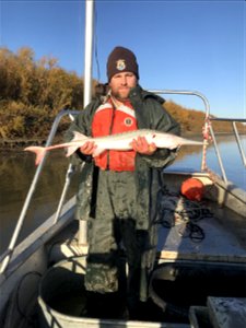 Pallid Sturgeon Monitoring in the Missouri River