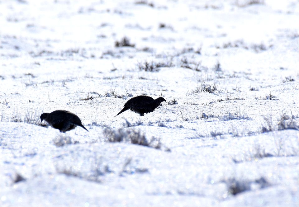Greater sage-grouse on Seedskadee National Wildlife Refuge