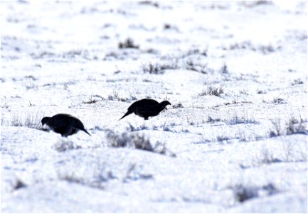 Greater sage-grouse on Seedskadee National Wildlife Refuge