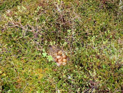 Willow Ptarmigan nest photo