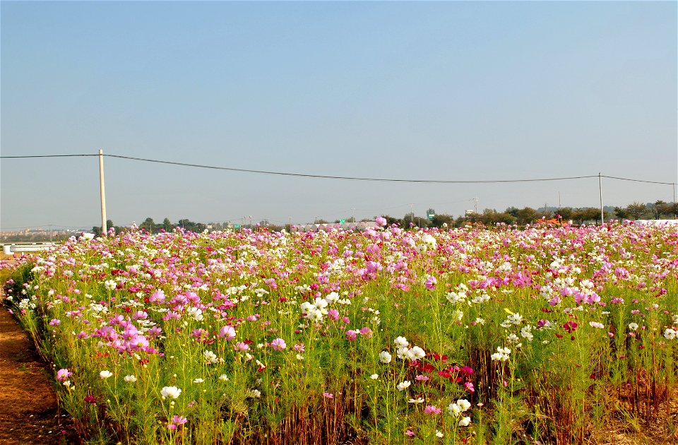 Cosmos Flowers