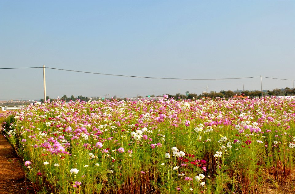 Cosmos Flowers photo