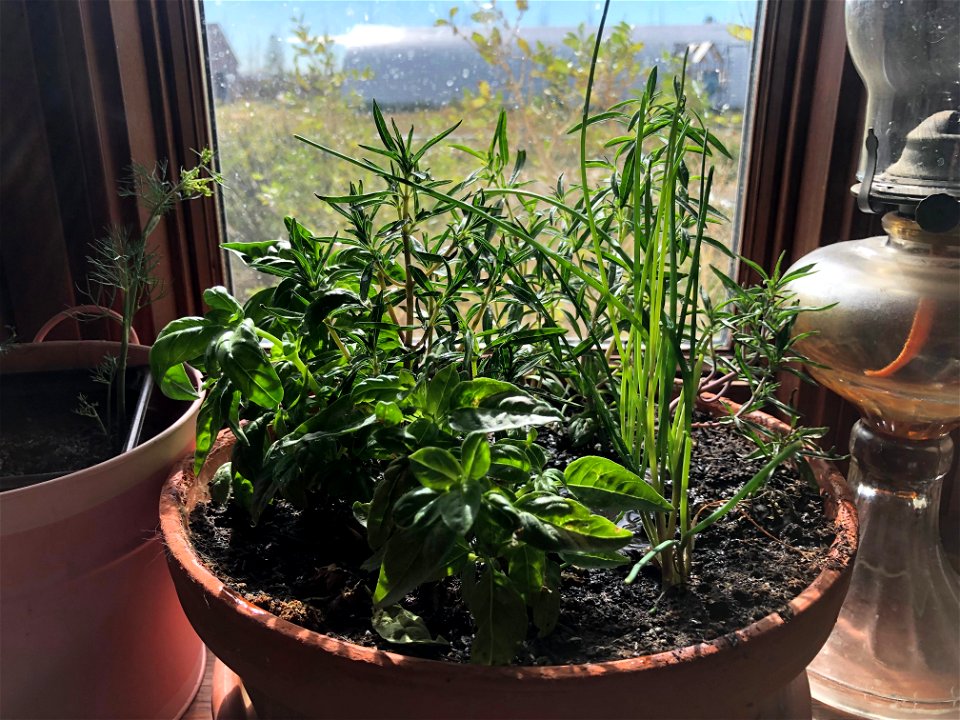 2021/365/276 The Winter Herb Garden