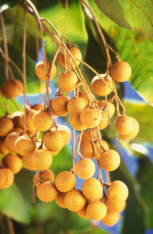 Longans Growning On A Tree