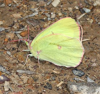 SULPHUR, PINK-EDGED (Colias interior) (07-08-2022) 5200 ft, rogers pass, helena nat forest, lewis and clark co, mt -07 photo