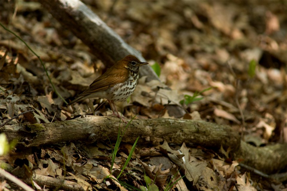 Wood Thrush photo