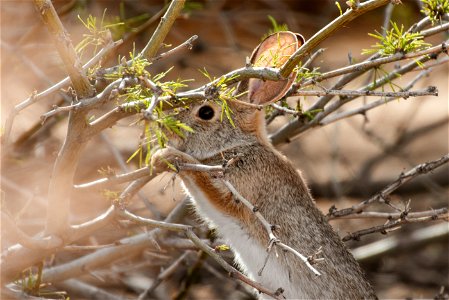 Cottontail snack photo