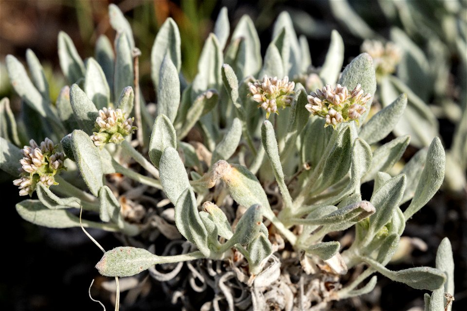 Eriogonum pauciflorum
