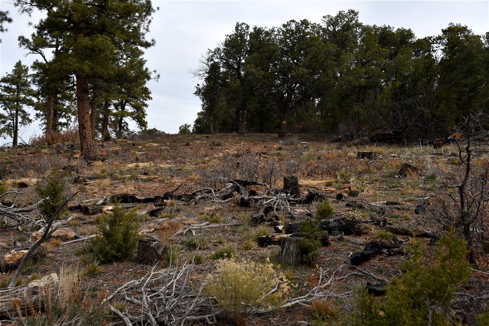 Ray Mesa Prescribed Burn Fall 2021