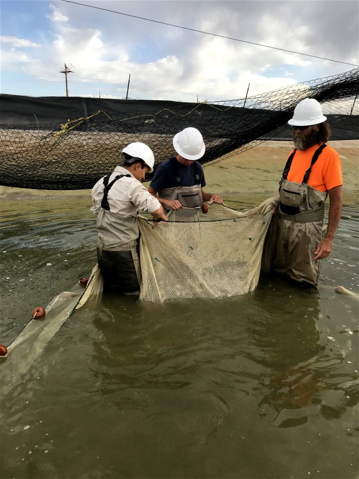 Harvesting Fish at Ouray National Fish Hatchery - Randlett Unit photo