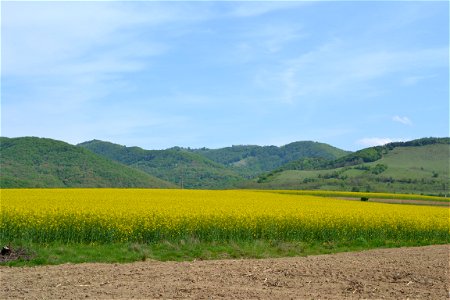 Rapeseed Field photo