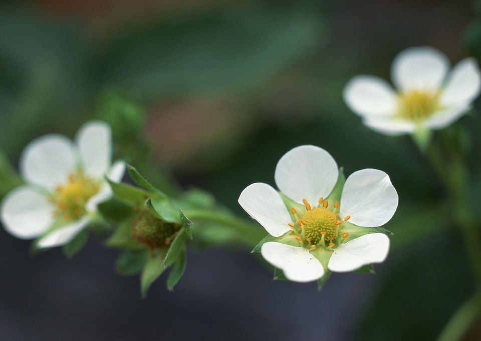 twig with blooming white flowers