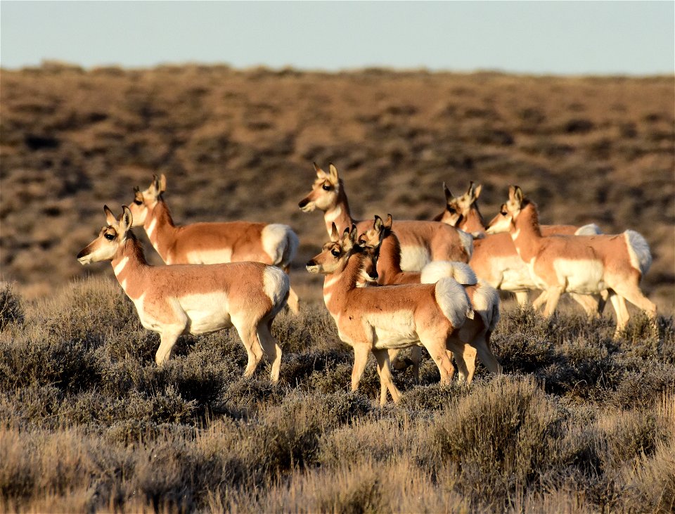 Pronghorn at Seedskadee National Wildlife Refuge