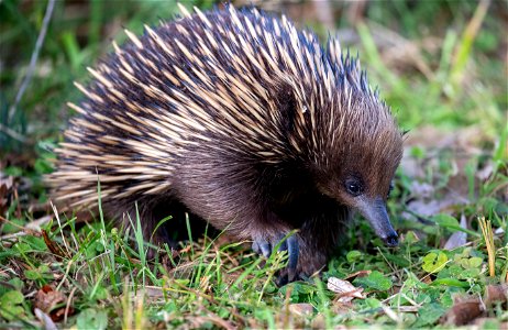 Echidna