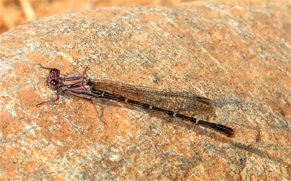 DANCER, SOOTY (Argia lugens) (6-9-2021) brown female, rough and ready blm area, josephine co, or -03