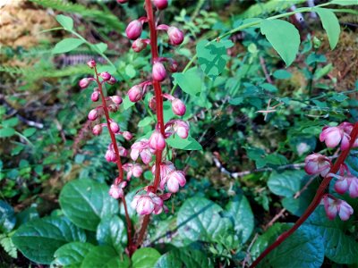 Pink wintergreen, Mt. Baker-Snoqualmie National Forest. Photo by Anne Vassar June 17, 2021.