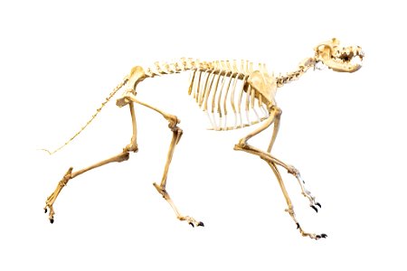 YELL 199478: 302M wolf skull