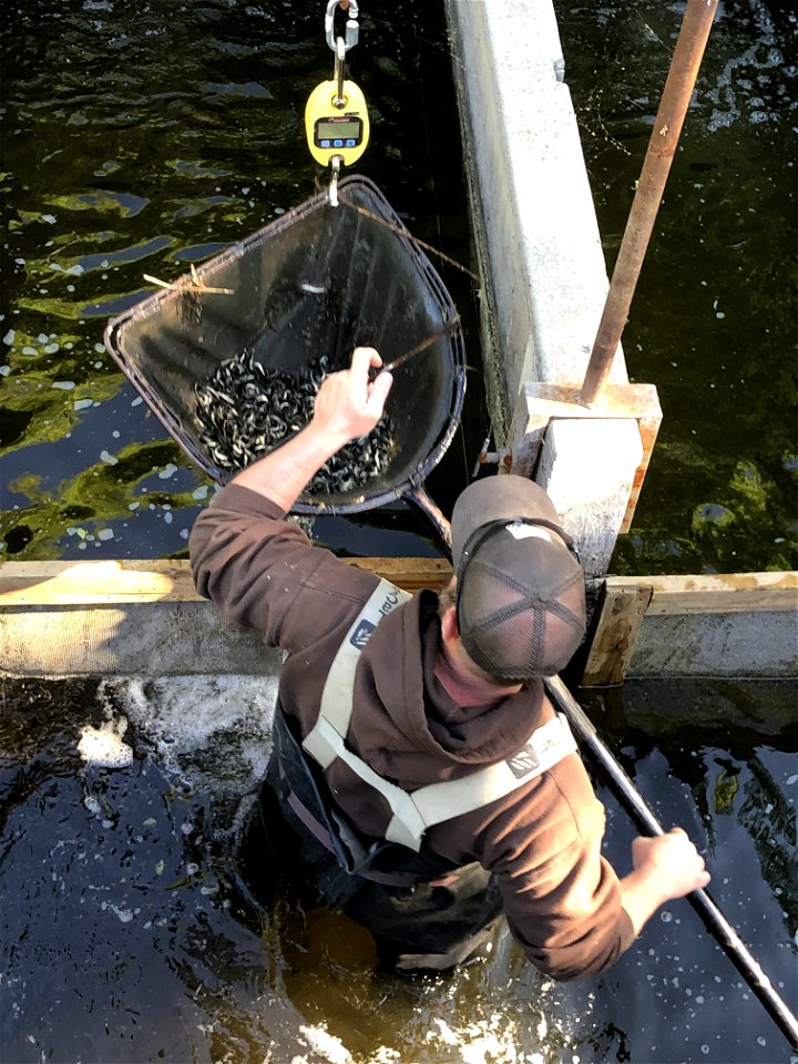 Weighing Fingerlings at Fish Hatchery photo