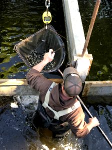 Weighing Fingerlings at Fish Hatchery photo