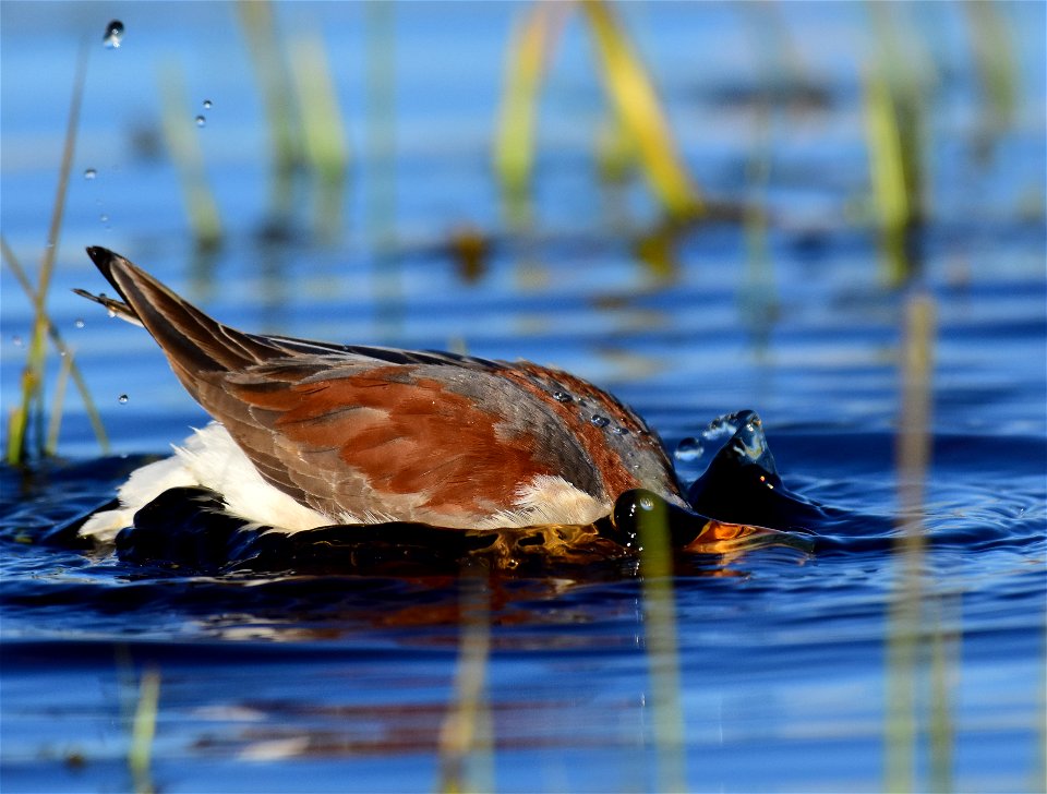 Wilson's phalarope at Seedskadee National Wildlife Refuge