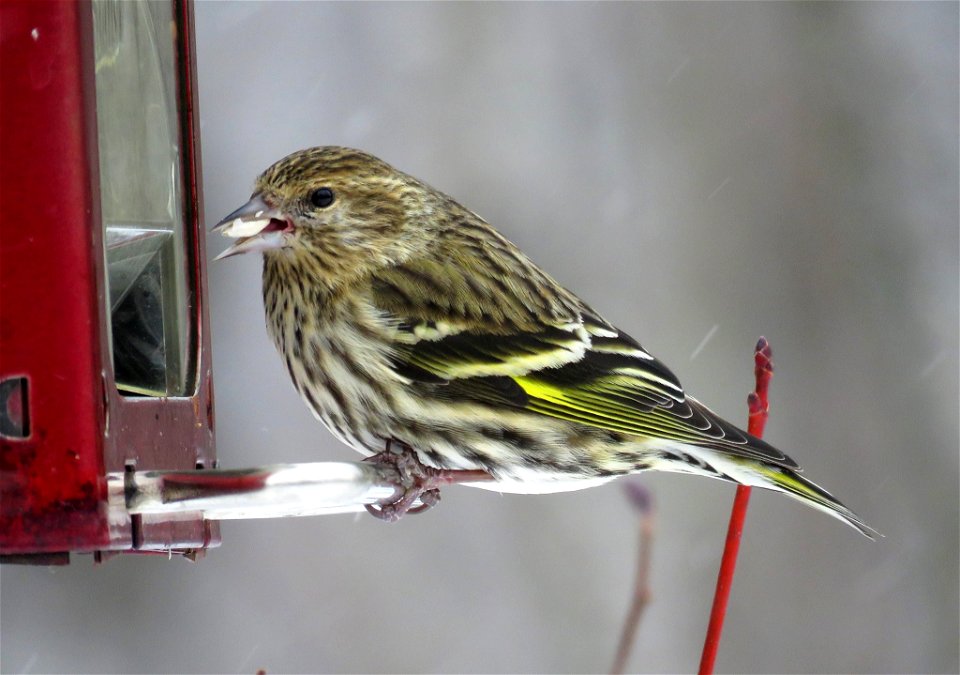 Pine Siskin in Minnesota