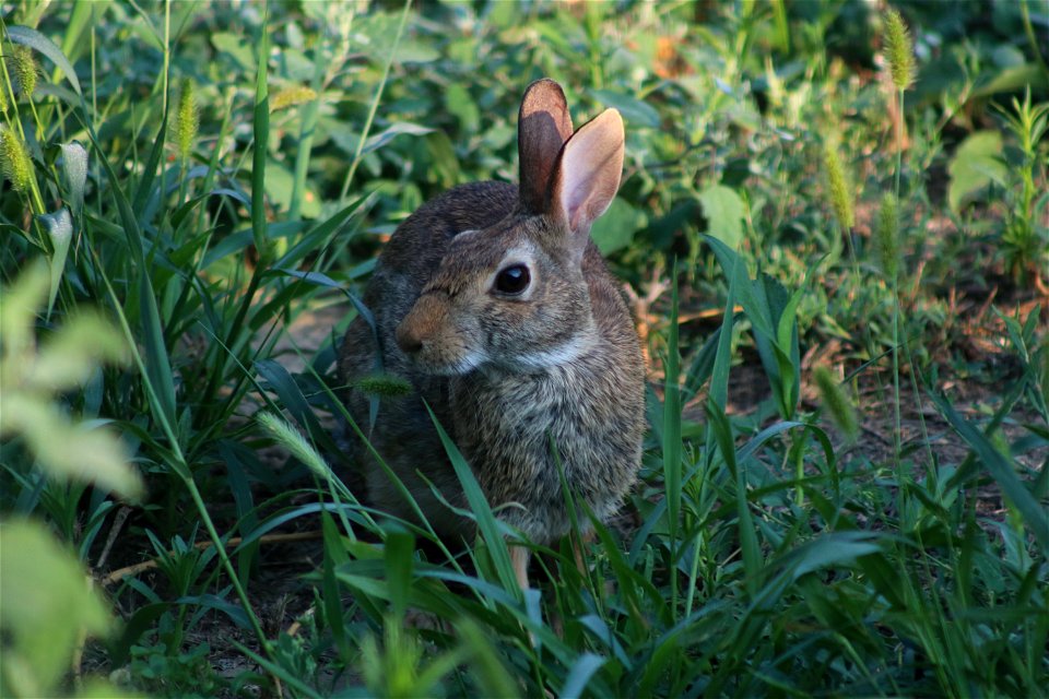 Cottontail Rabbit Lake Andes Wetland Management District South Dakota