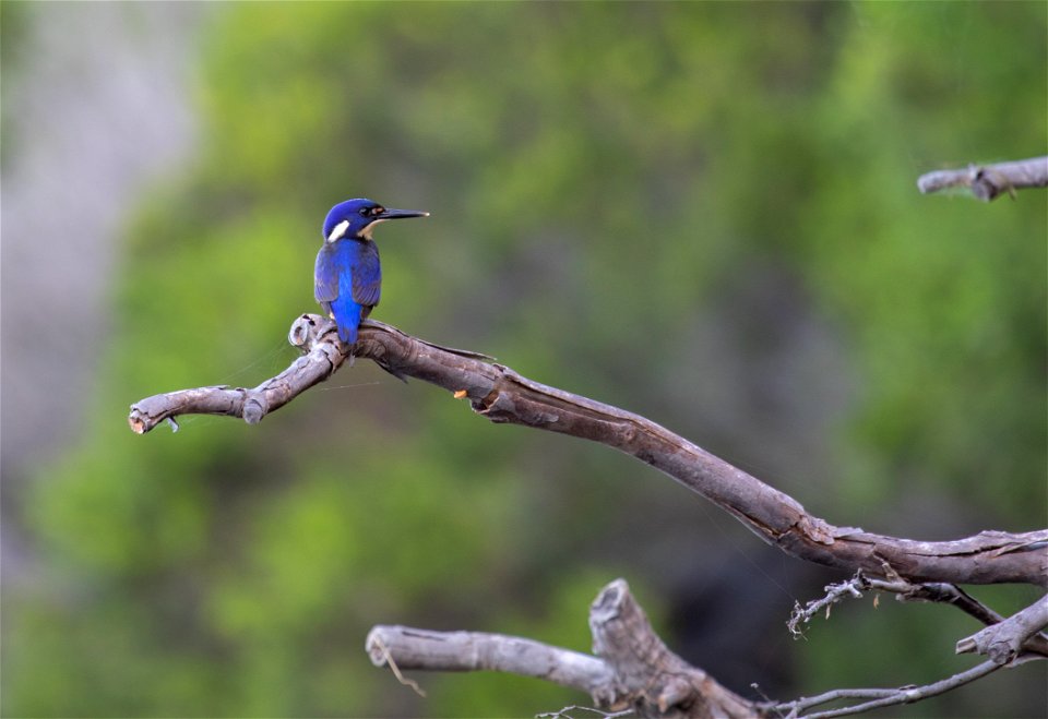 Azure kingfisher