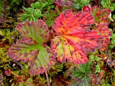 Fall colors on tundra photo