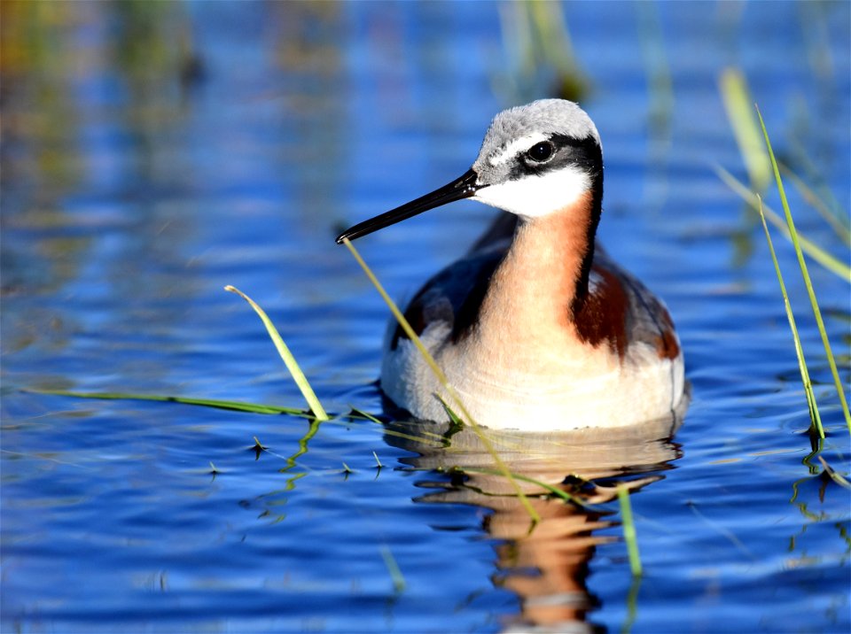 Wilson's phalarope at Seedskadee National Wildlife Refuge photo